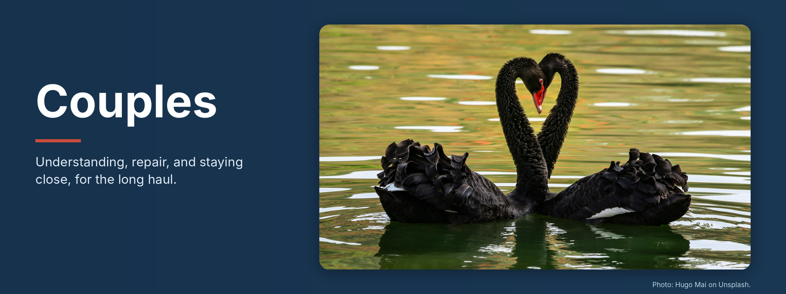 Couples banner with two black swans forming a heart with their necks on a calm lake